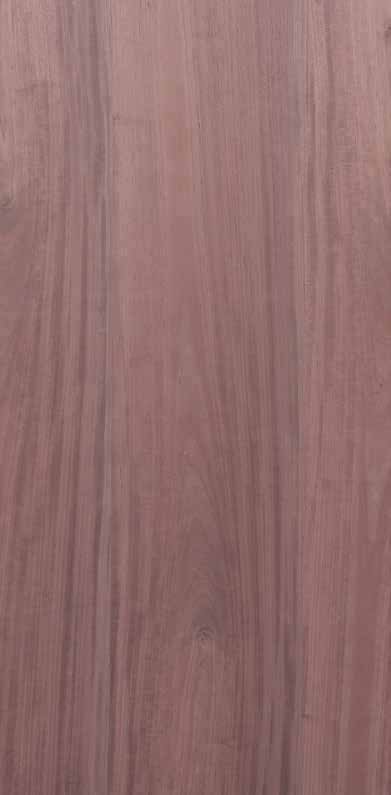 Black Thuja